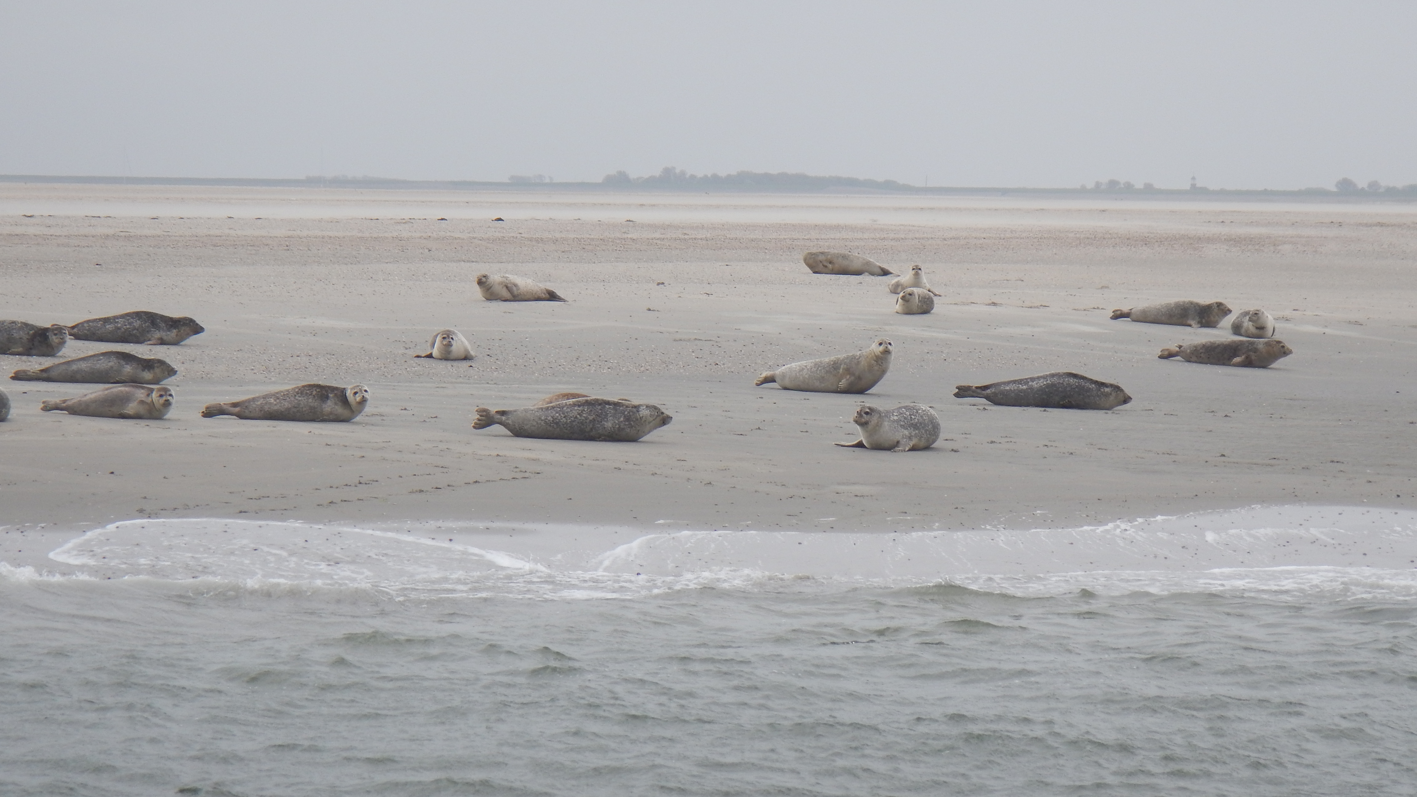 HWK Texel 2015 075.jpg